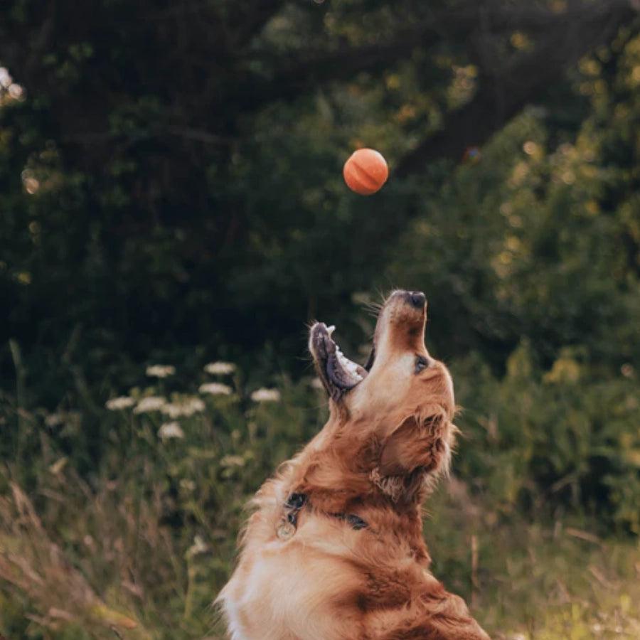 Beco Pelota para buscar