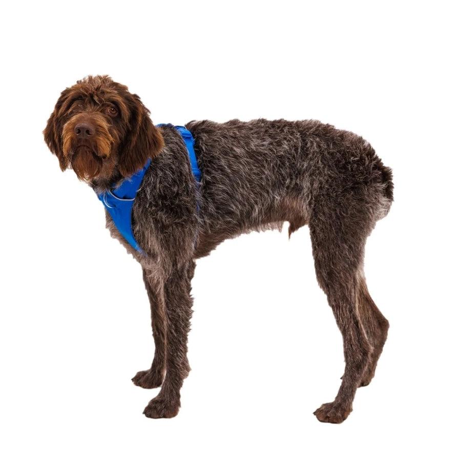 Ruffwear Arnés para perro Front Range Blue Pool