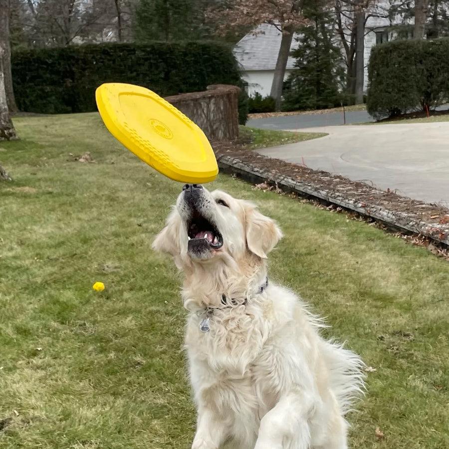 Project Hive Frisbee para perro