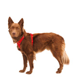 Ruffwear Arnés Front Range Rojo Cañón