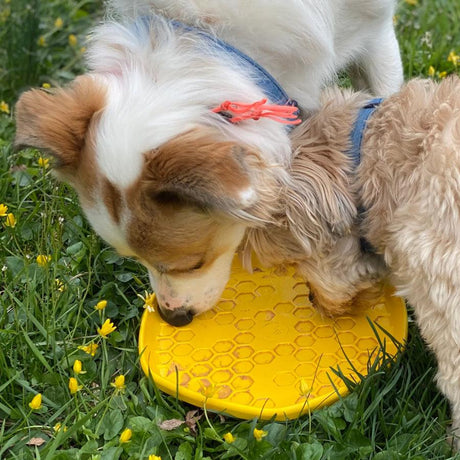 Project Hive Frisbee para perro